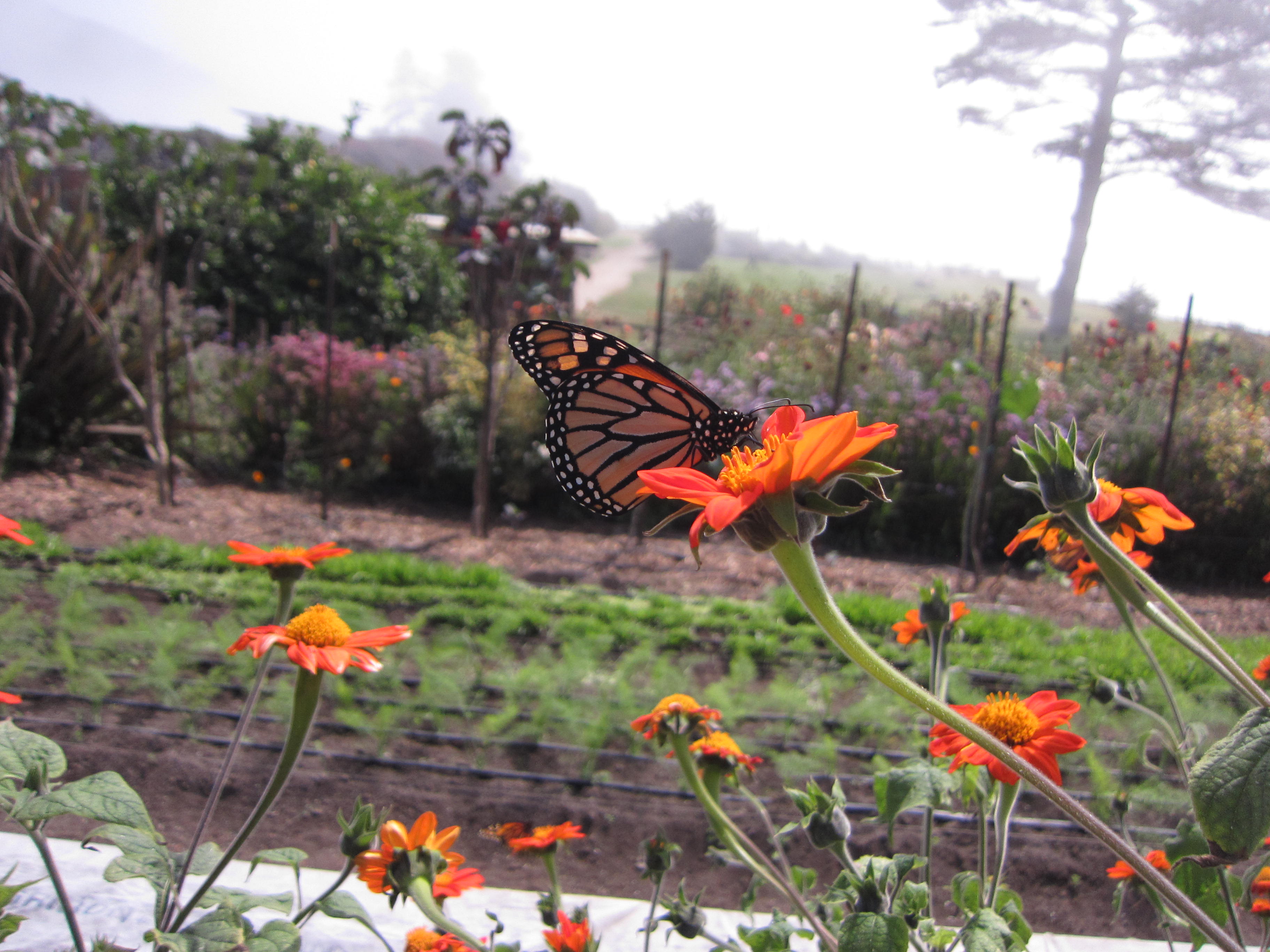 Monarchs love all the flowers on site. 