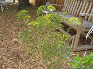 dill seed