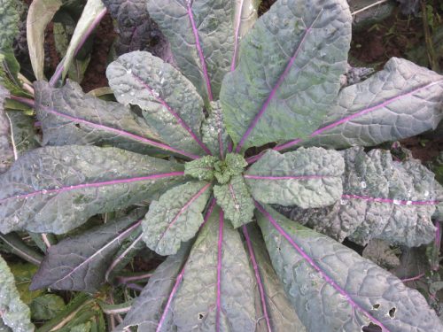 Read more about the article National Kale Day 2016