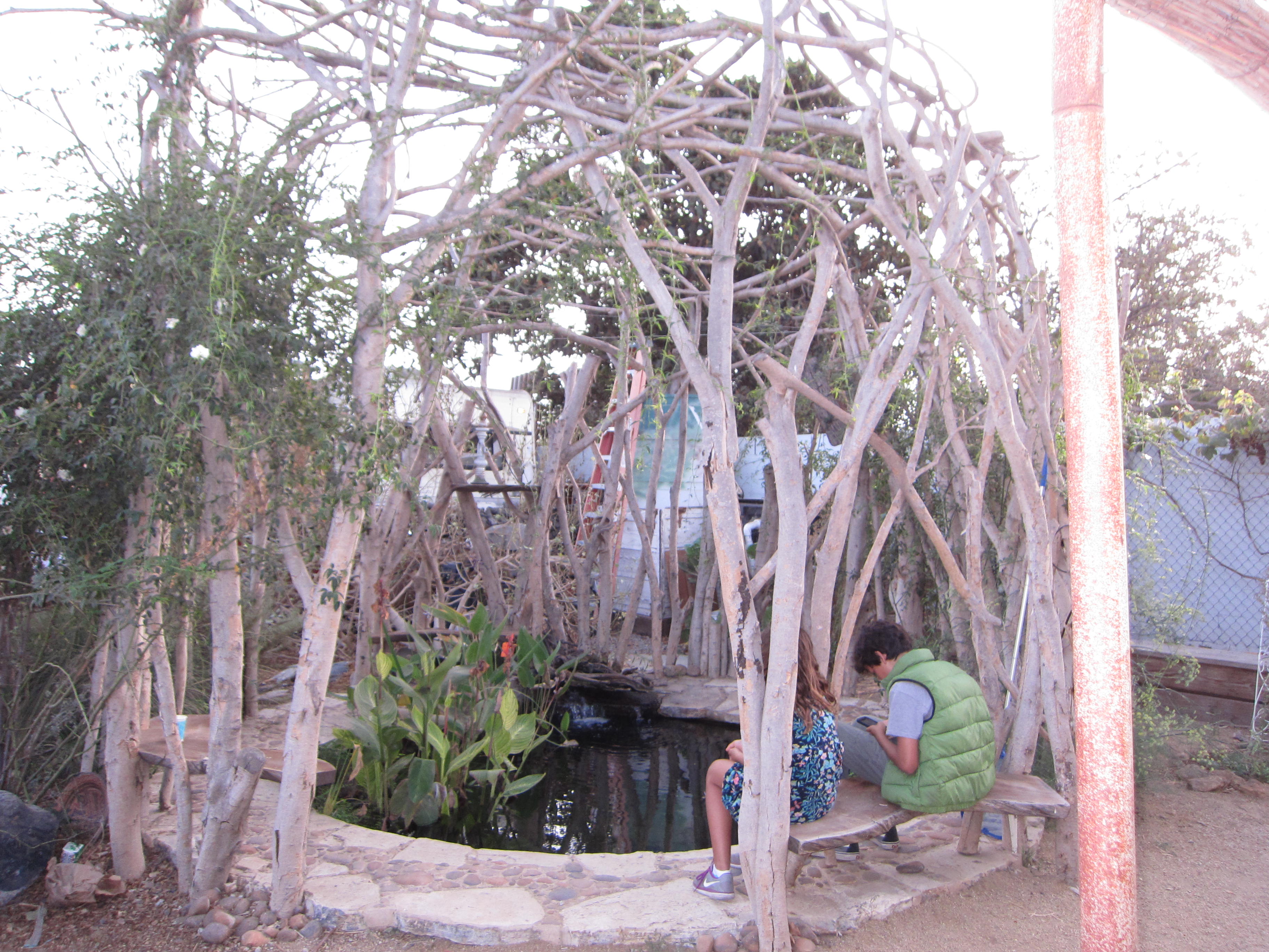 Recycled ficus trees enclose a pond and seating area for contemplation.