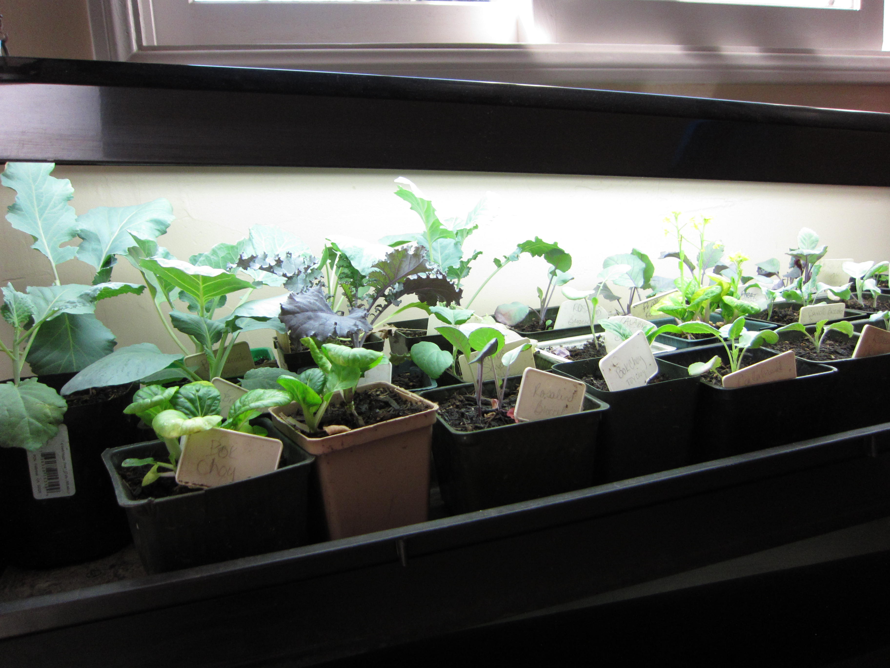 Broccoli, cabbage, bok choy and herbs are ready to go in the ground.