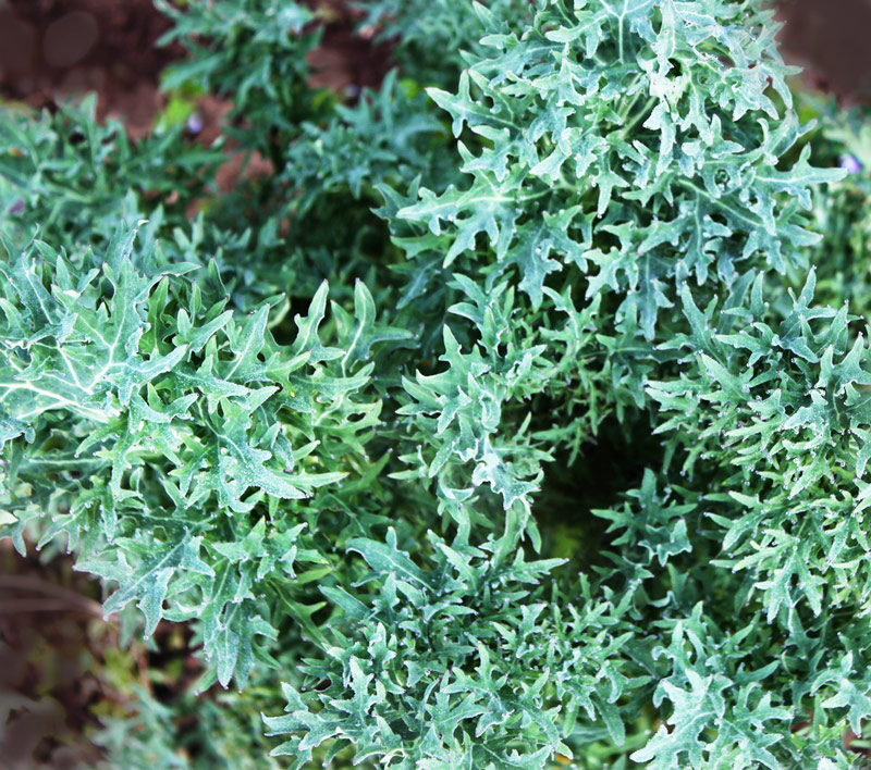 Another frizzy kale that traces back to Siberian and Red Russian origins. Photo courtesy of Bountiful Gardens.