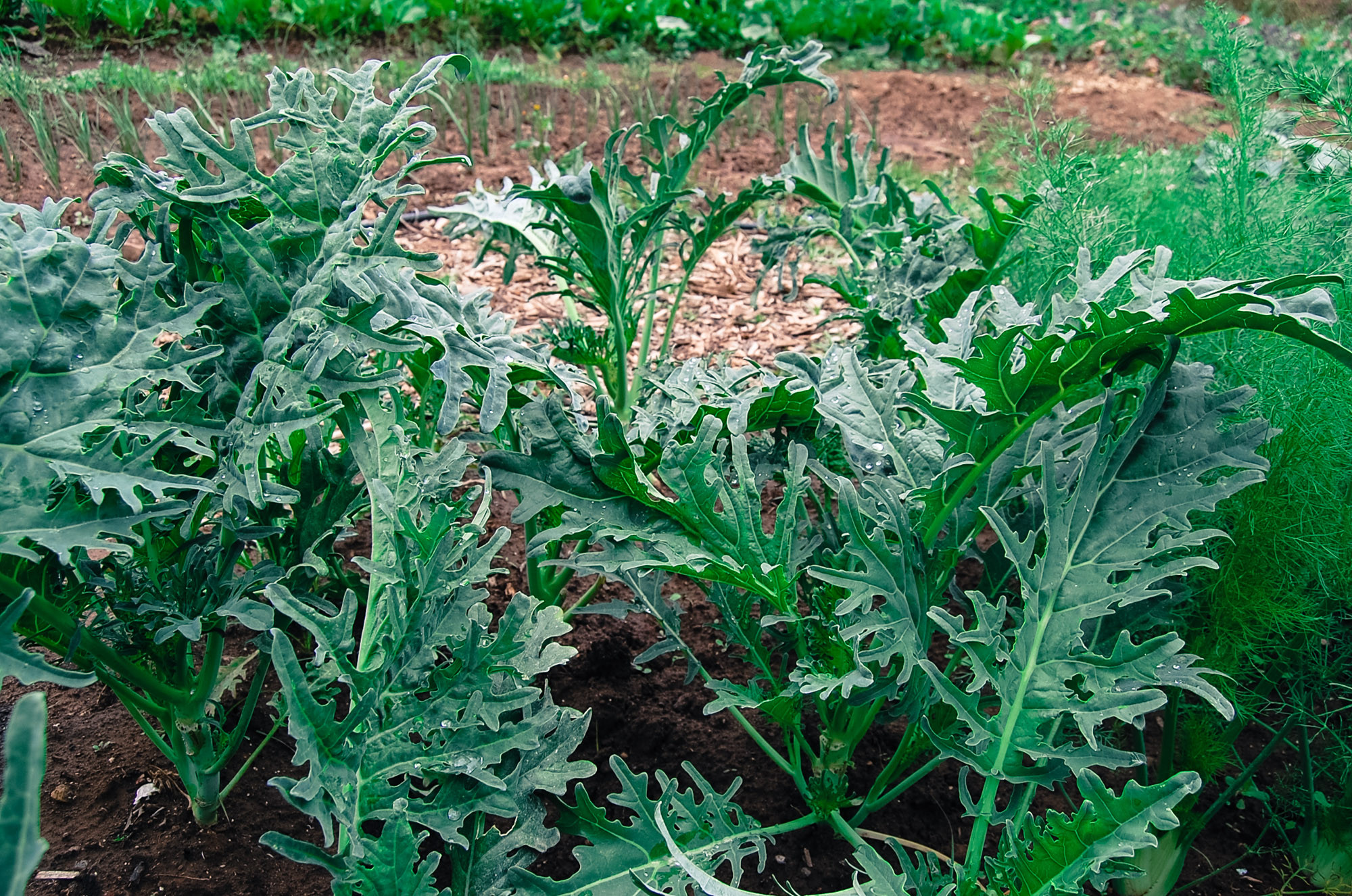 Grow Fizz kale either for baby greens or full-sized kale.