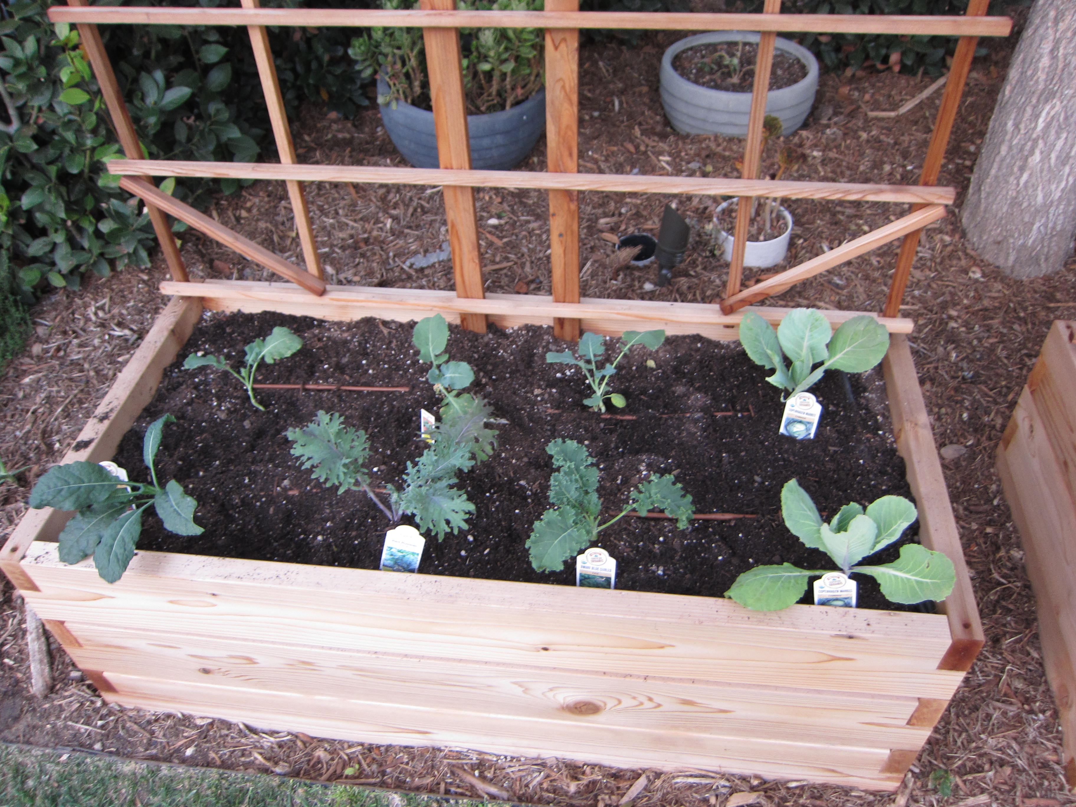 The brassica bed holds kale, broccoli, and cabbage. It's a sampler garden.