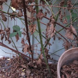 Ask Gardenerd: Pruning Blackberries