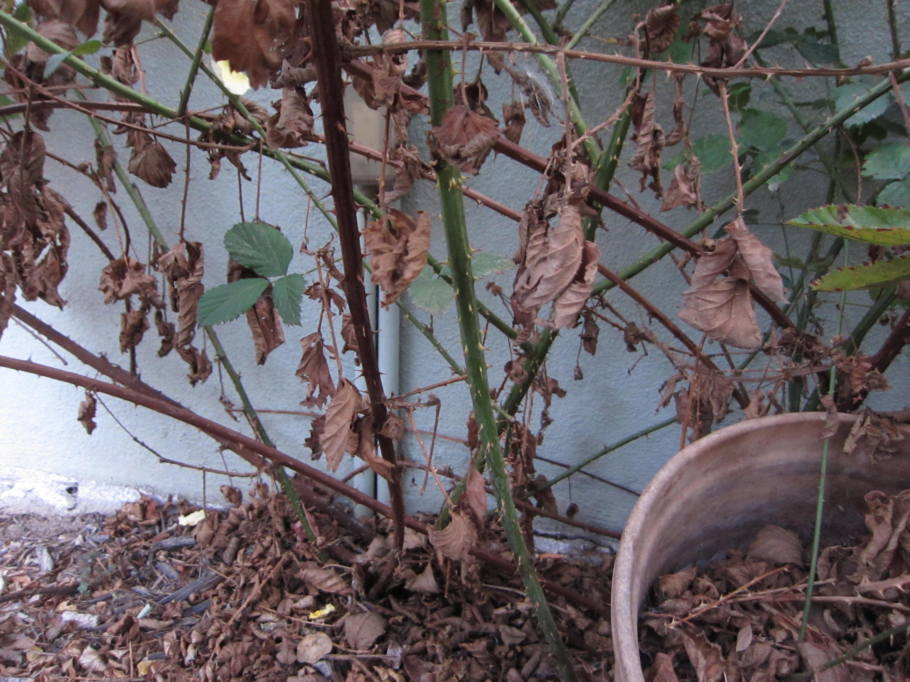 Prune blackberry canes that have turned brown. Leave green canes in place.