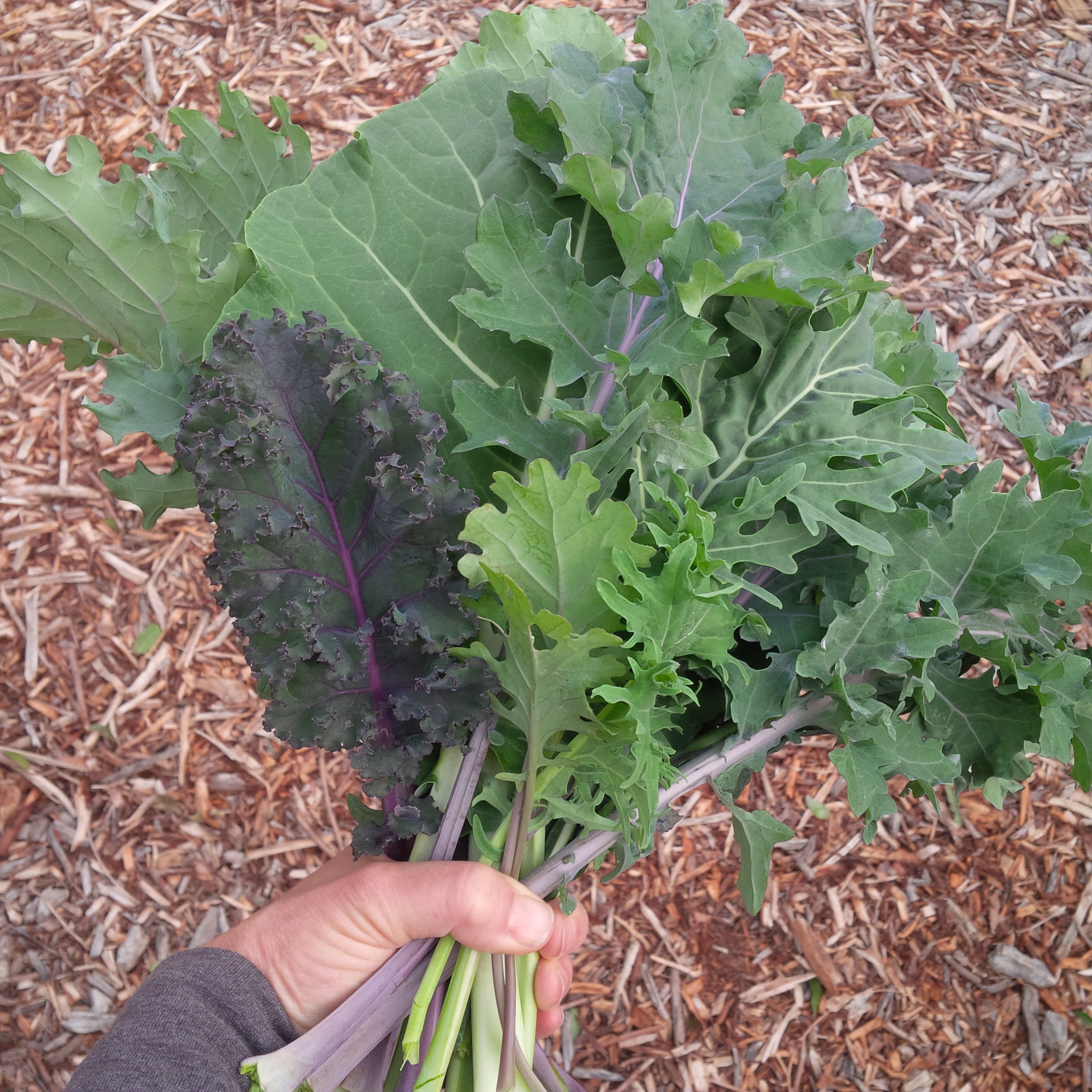 10 varieties of kale at the ready.