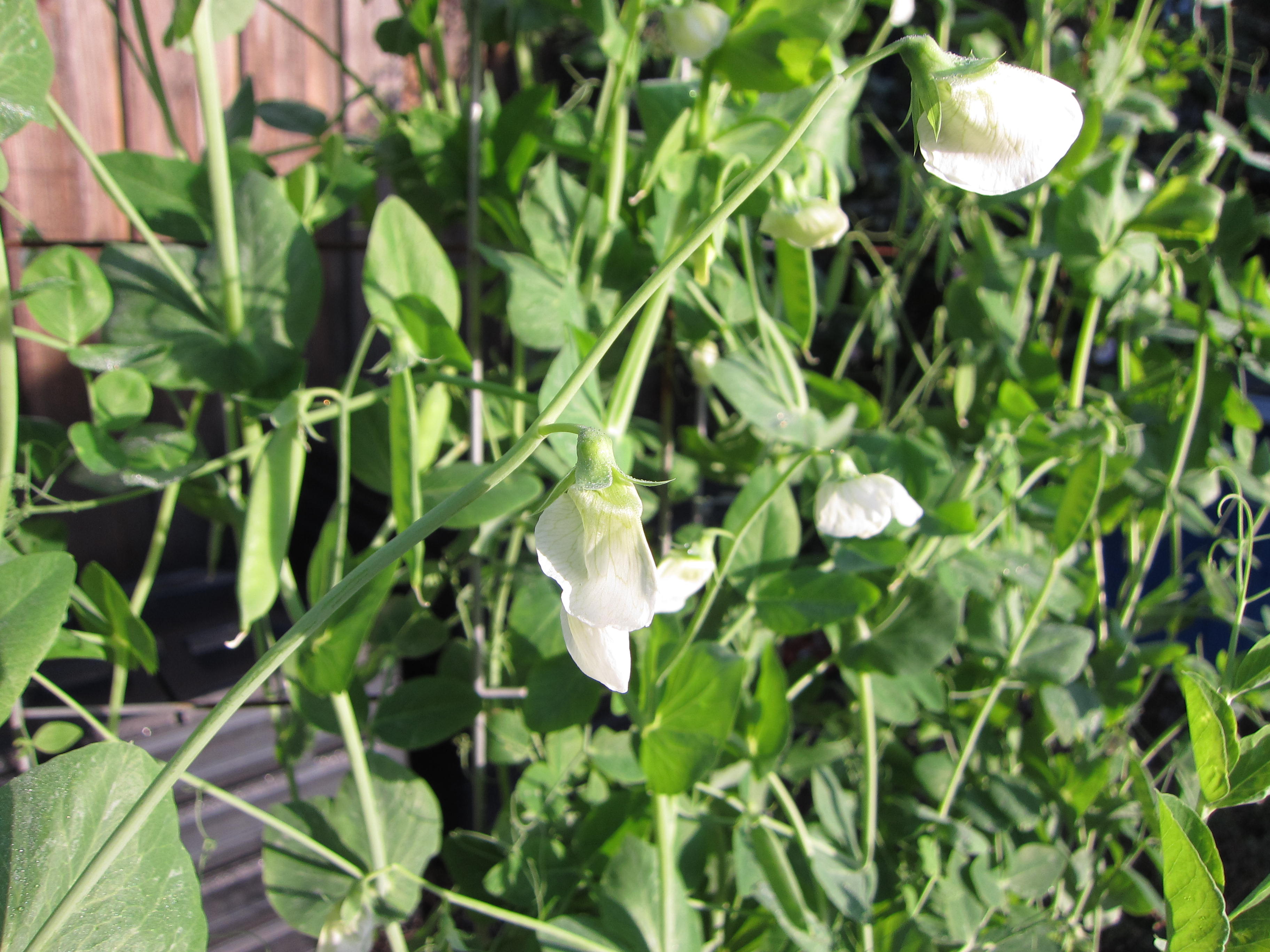 Alaska shelling peas say they don't need a trellis. I beg to differ. They've reached the top of a 6 foot trellis.