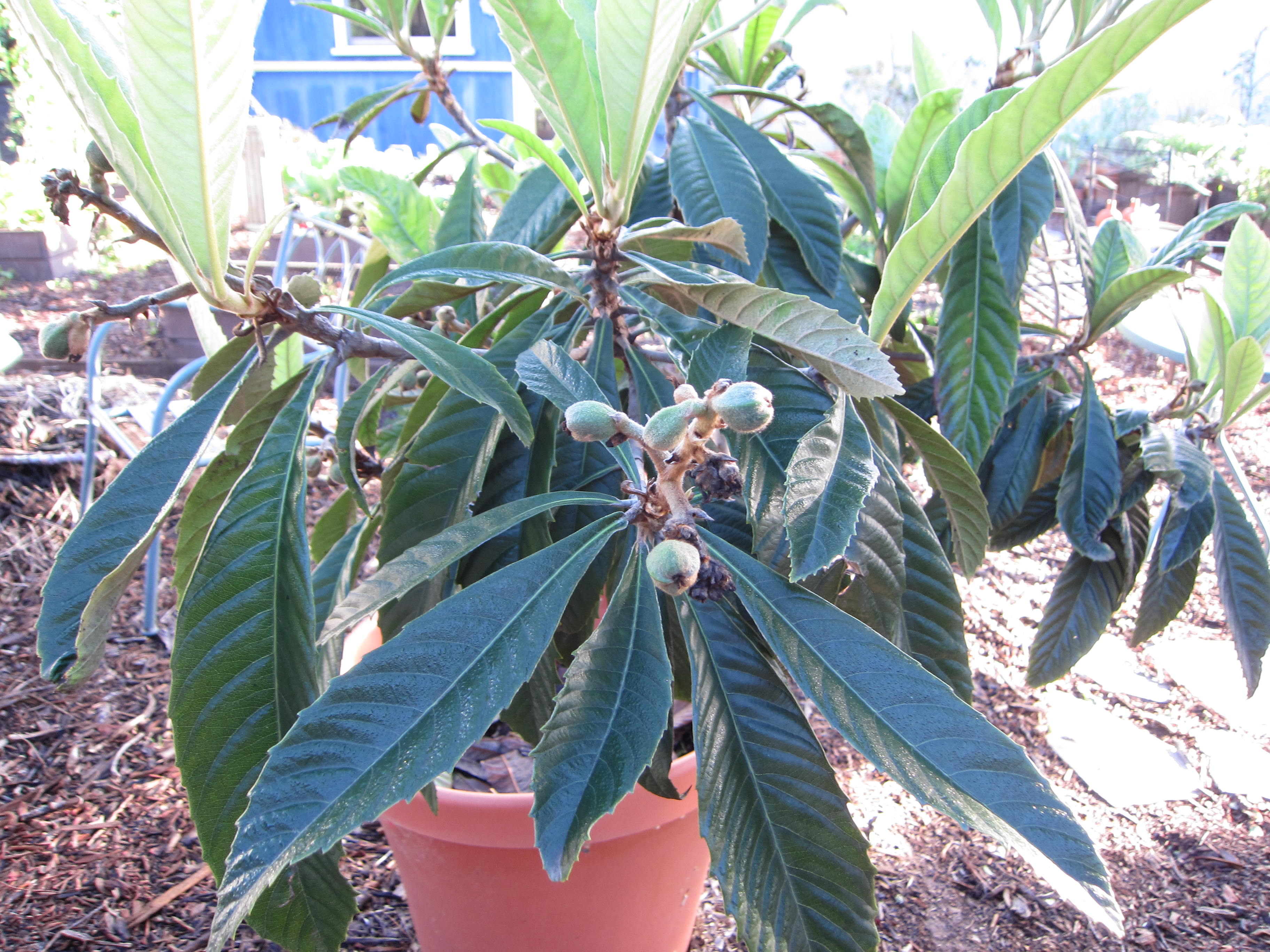 Our loquat has fruit on it! We're so excited.