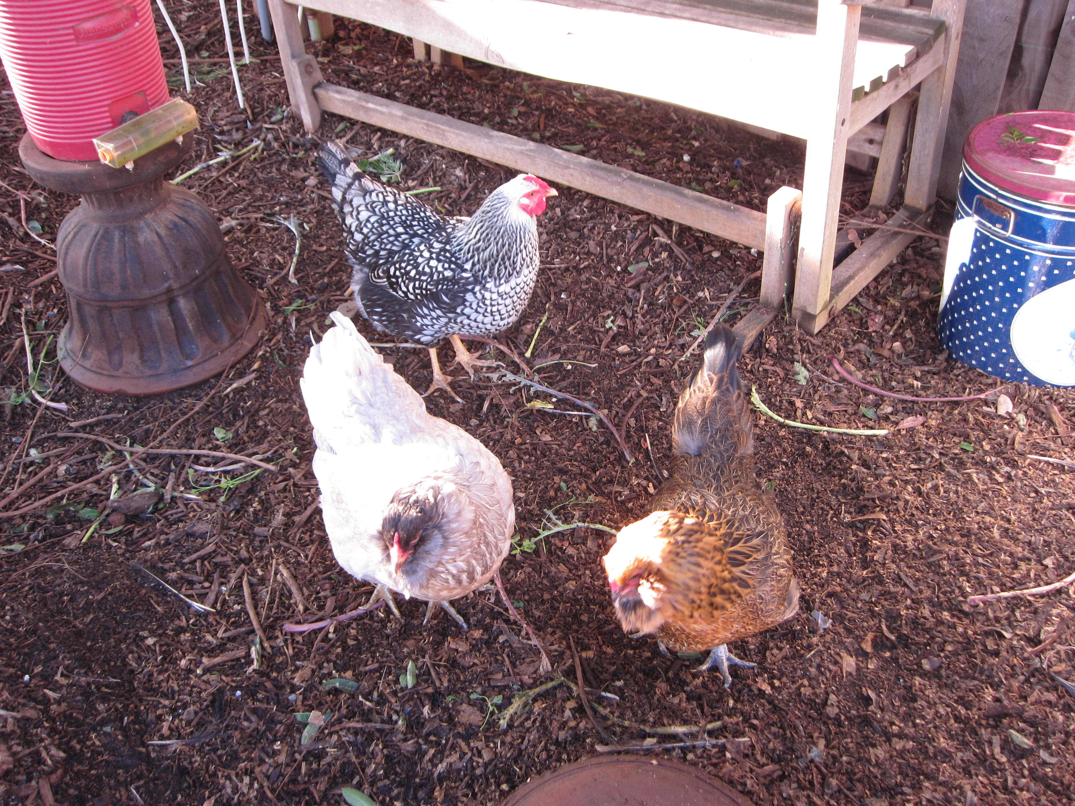 The ladies are out and about. One has started laying again. Come on girls! We want frittatas!