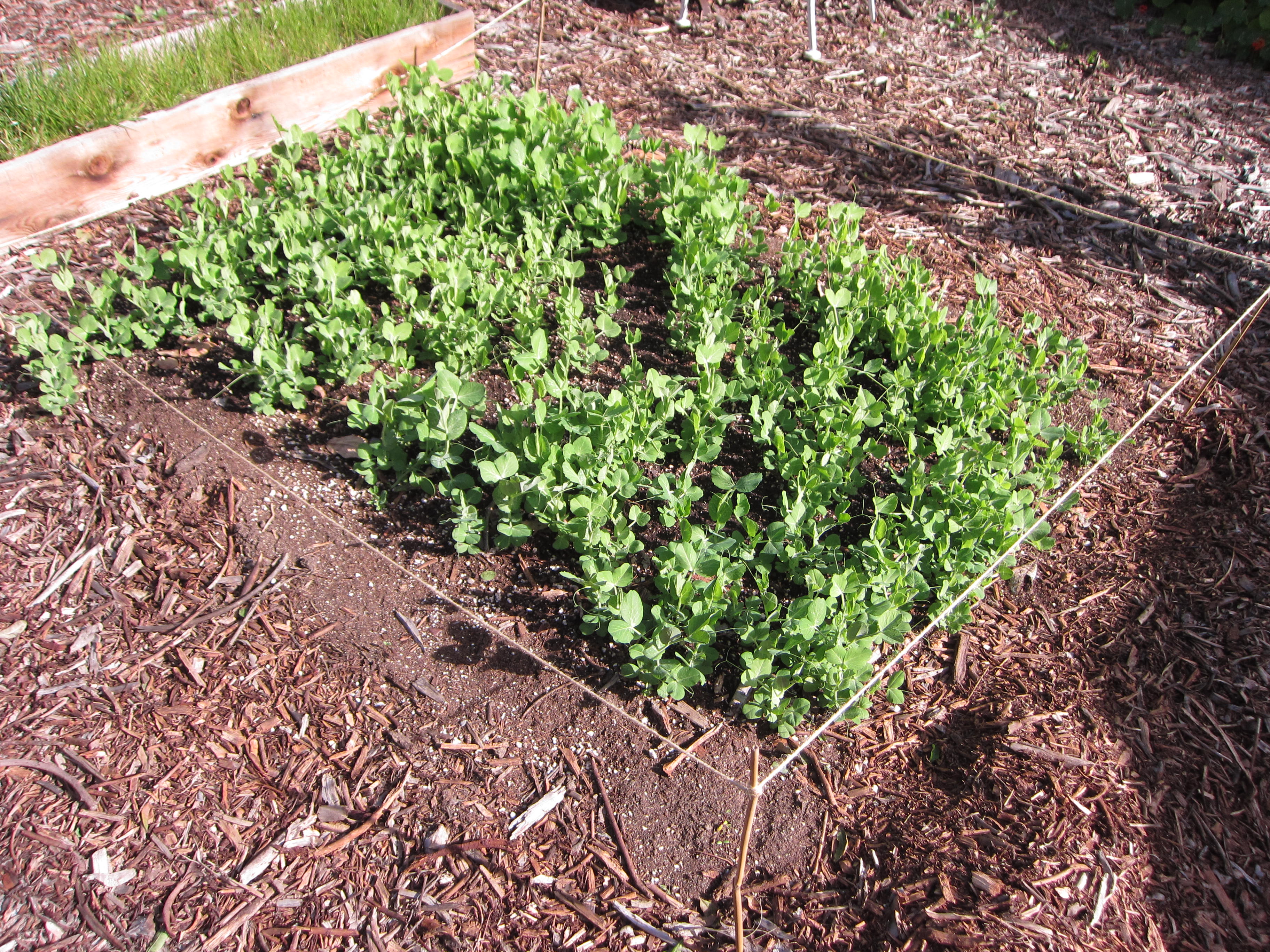 Shelling peas thrive in a new patch of soil. We're slowly taking over the yard. >