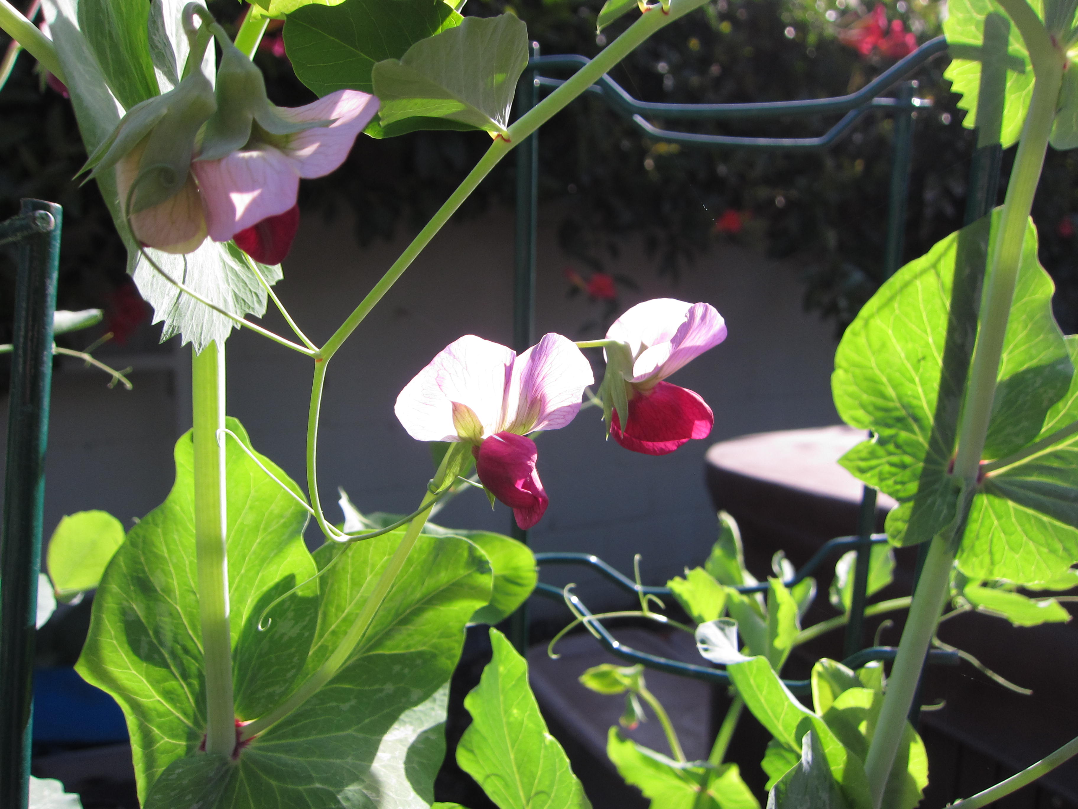 Volunteer peas climb a trellis in the middle of the yard. Any idea which variety these are? Post your guesses below.