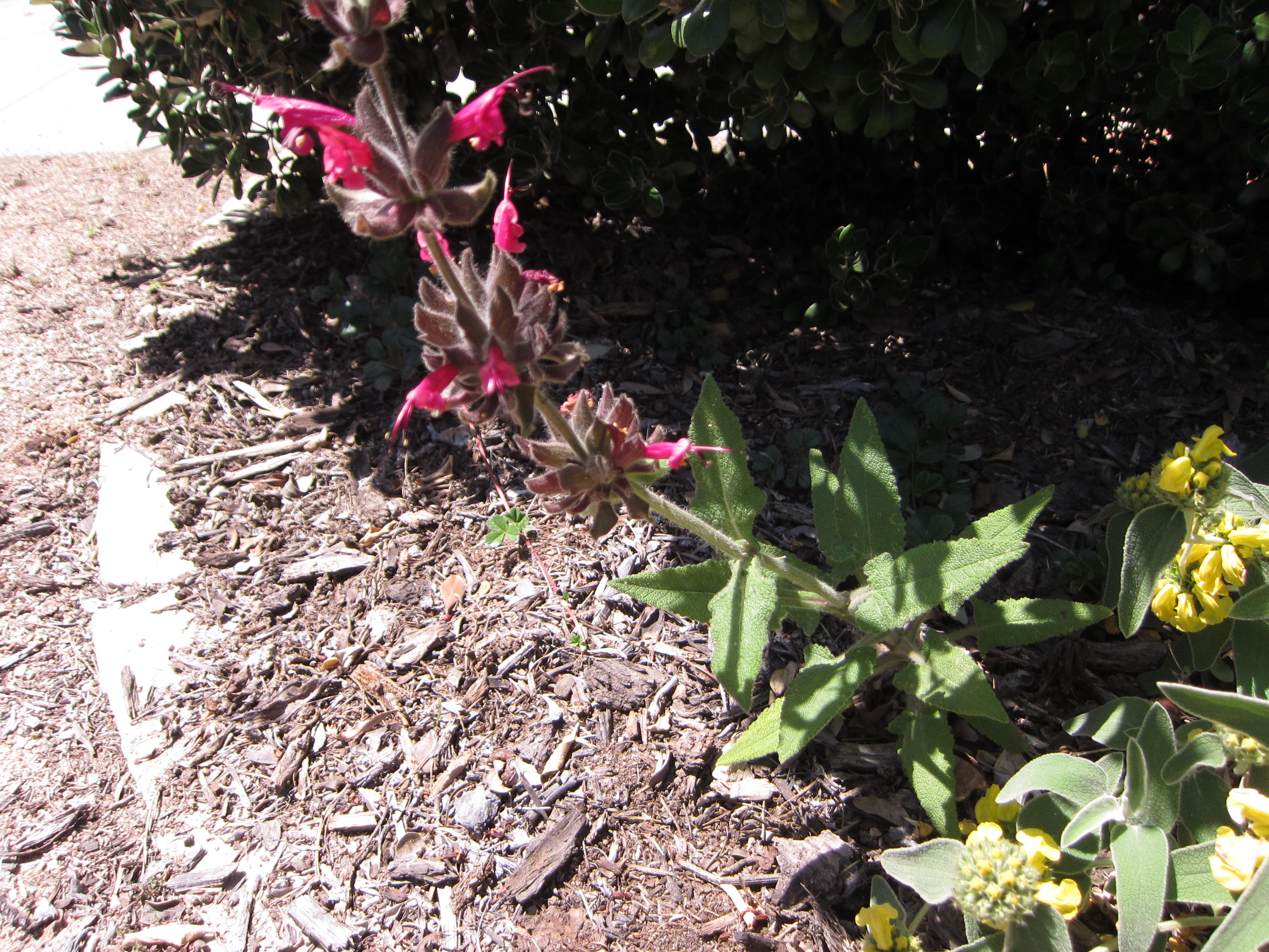 Hummingbird sage stretches toward the sun. It will re-seed itself nearby. 