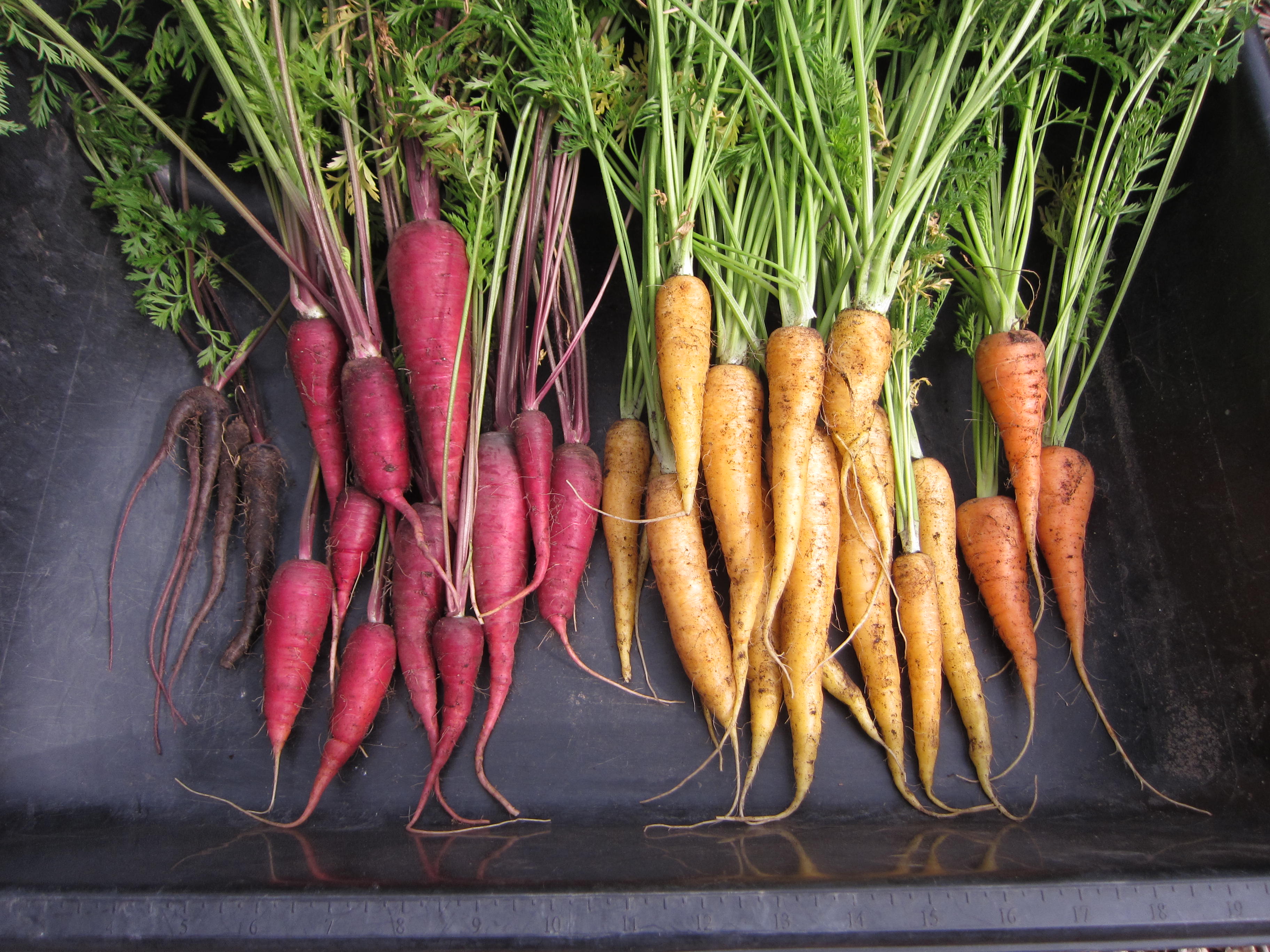 Carrot harvest includes (left to right) Pusa Asita, Cosmic Purple, Yellowstone and Red Core Chantenay.