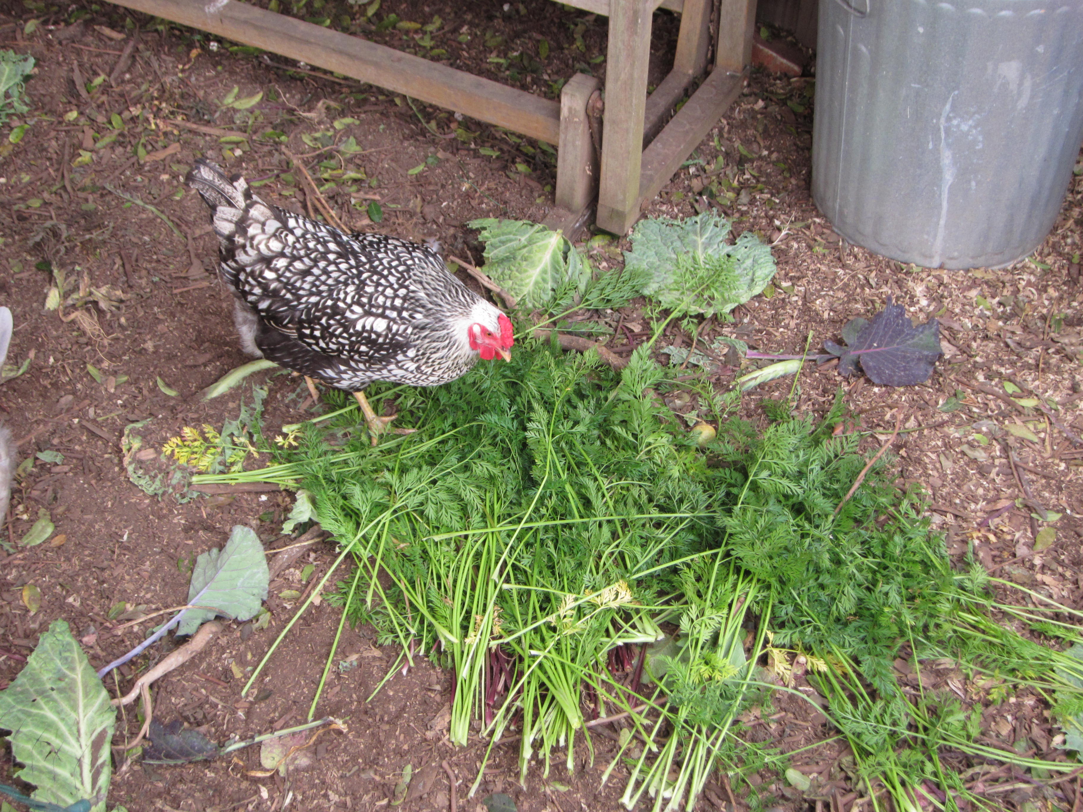 Sylvia and the other hens eat the carrot tops. 
