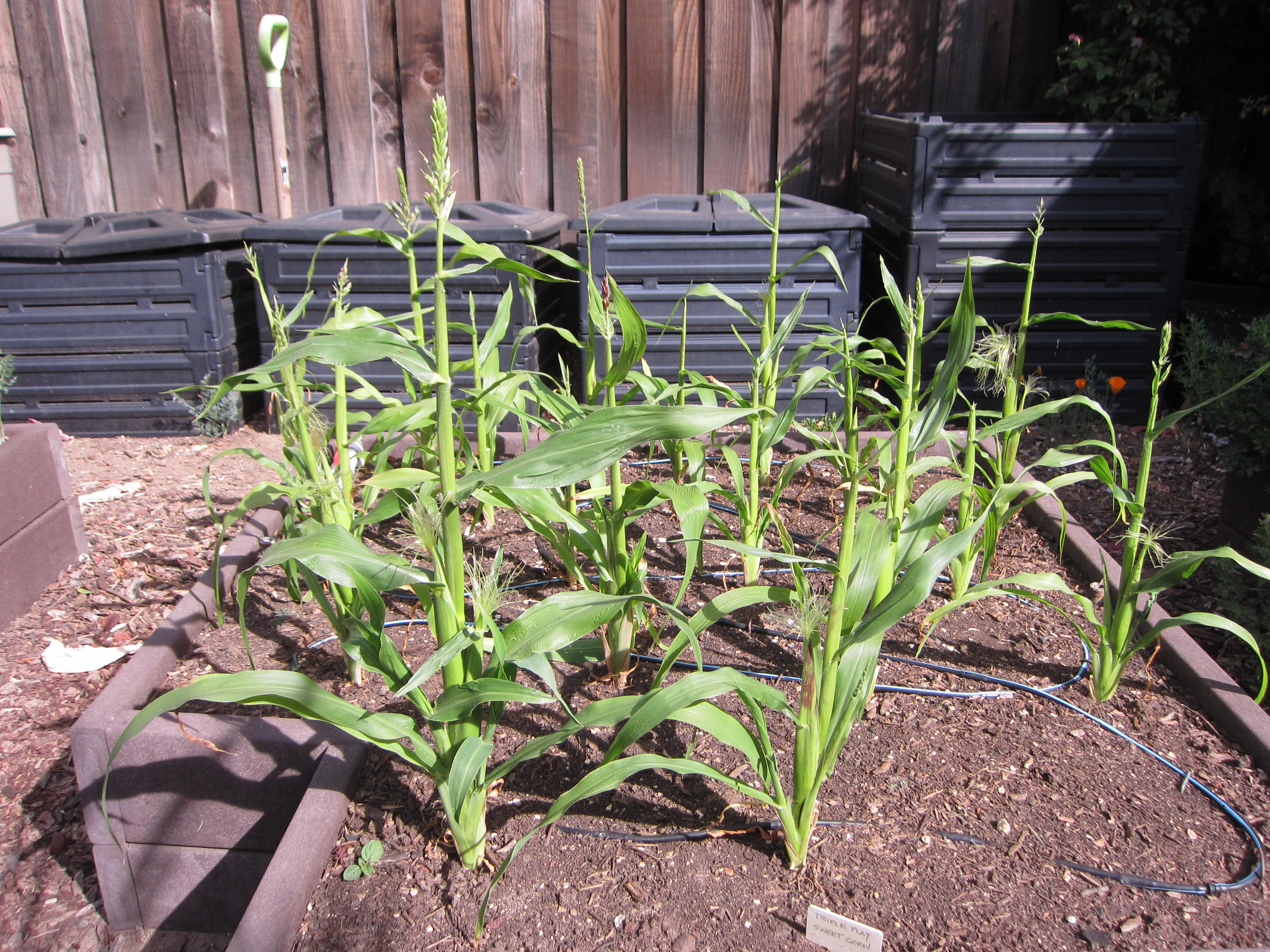 How to Grow Baby Corns at Home in Pots  Balcony Garden Web