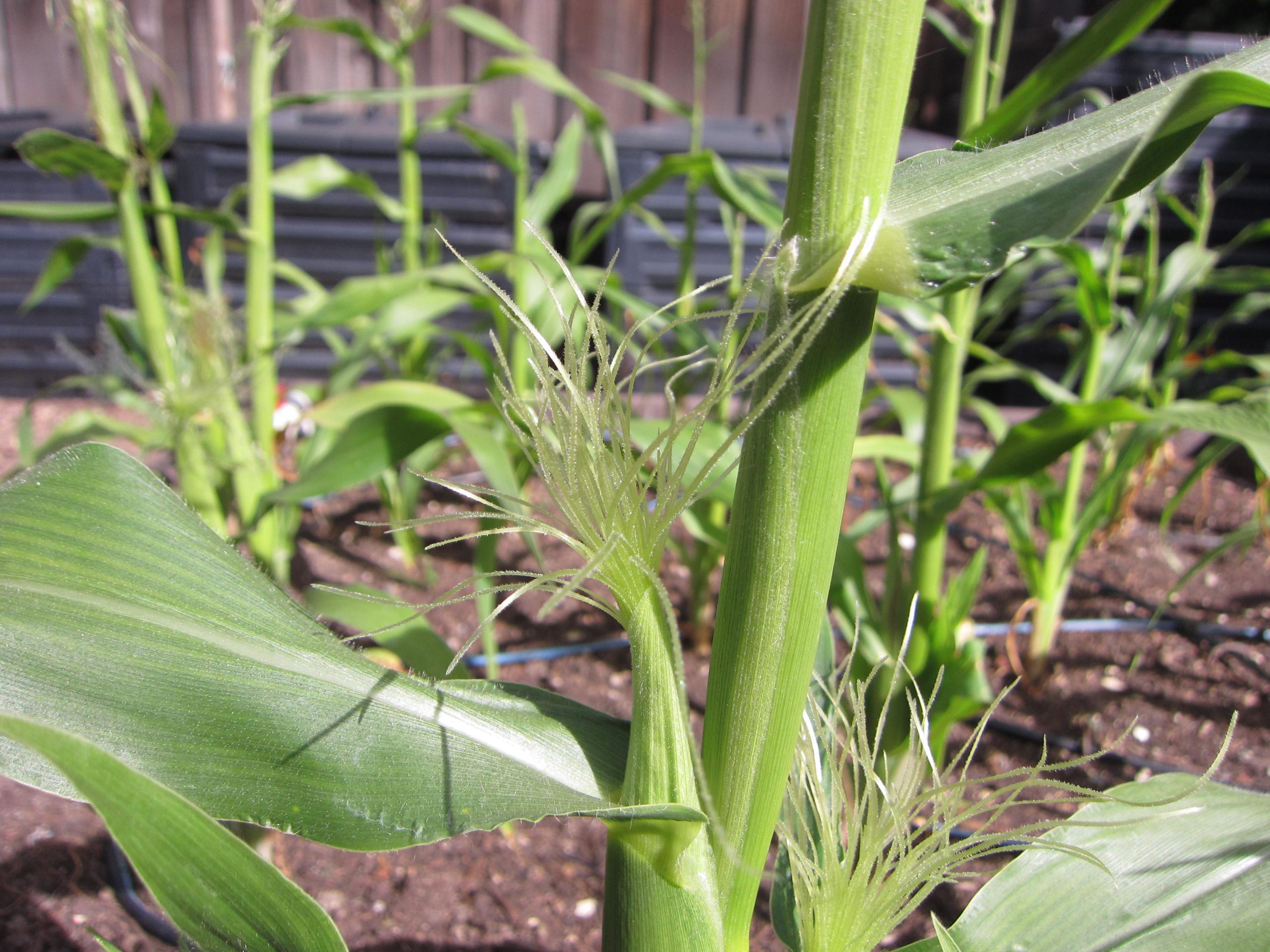 Read more about the article Corn Failure A.K.A. Starting Over
