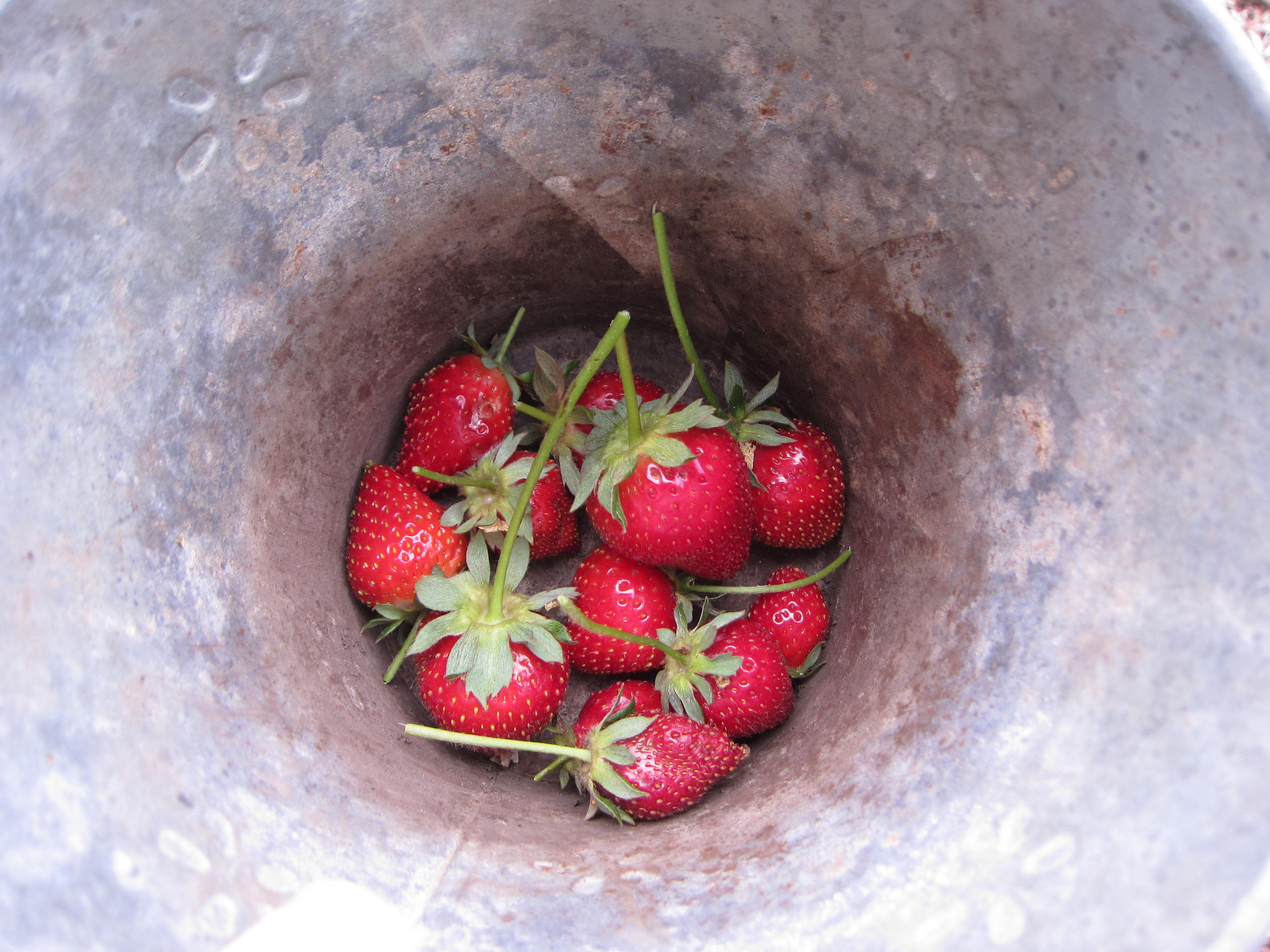 Fresh strawberries from everbearing plants. We love Seascapes! Feed with kelp emulsion every two weeks. 