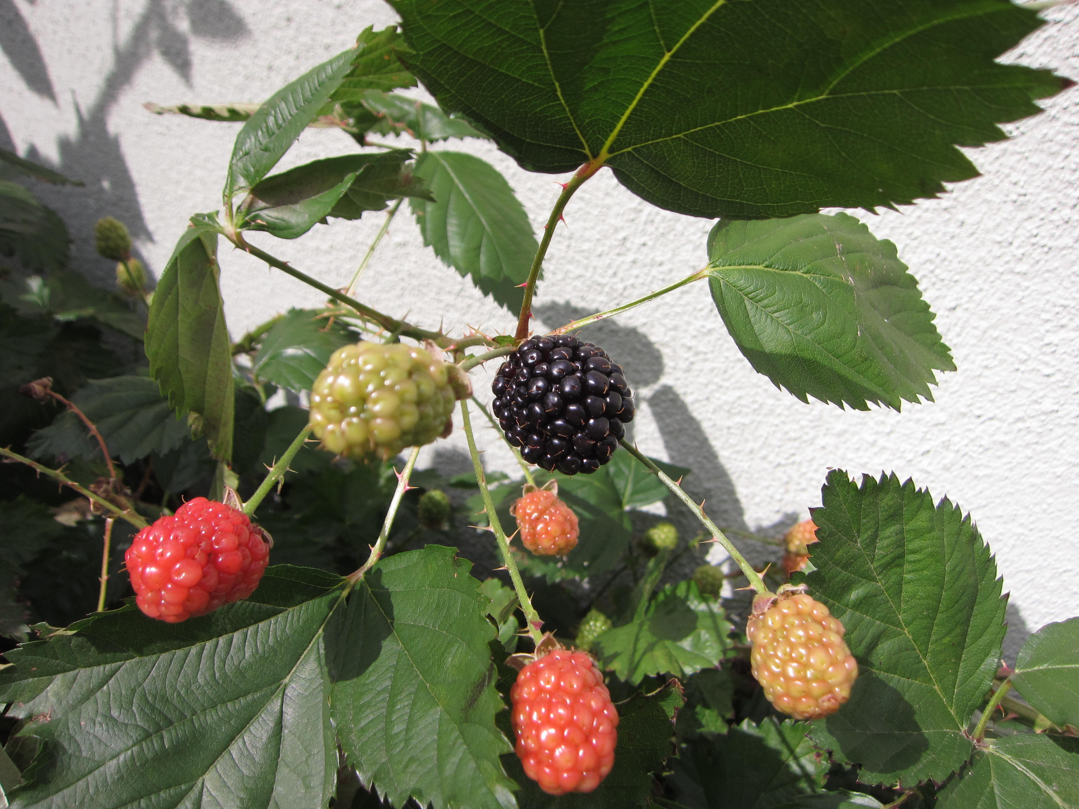 Our first blackberries stake their claim in the sun. Tip pruning can encourage another crop in fall. 
