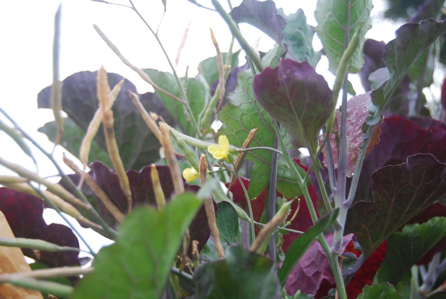 Guess What! Tree Kale Does Go to Seed Gardenerd