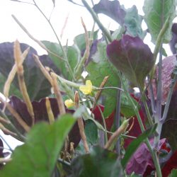 Guess What! Tree Kale Does Go to Seed