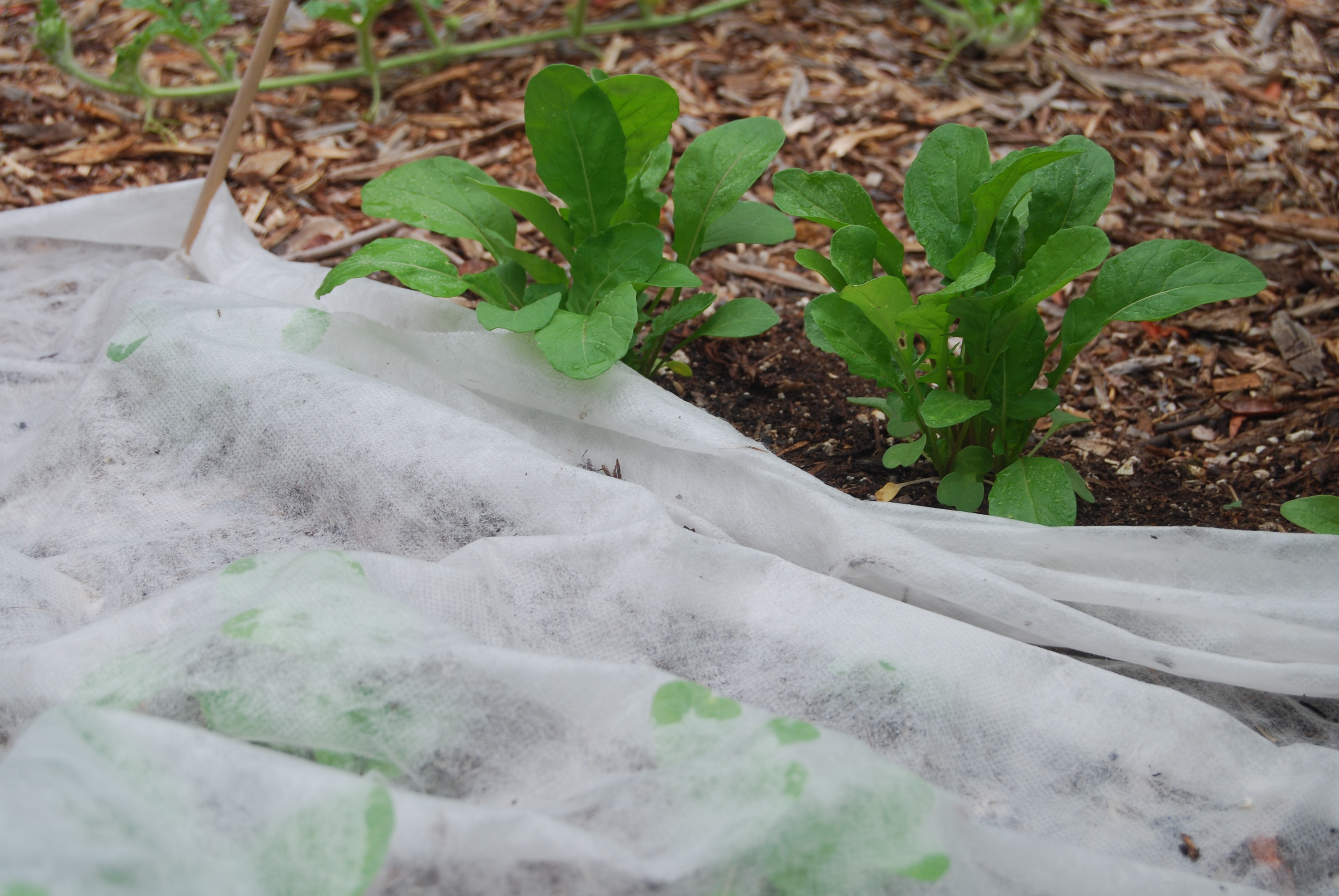 Late-planted arugula benefits from protection under floating row cover while it gets started. Soon we'll harvest tender leaves.
