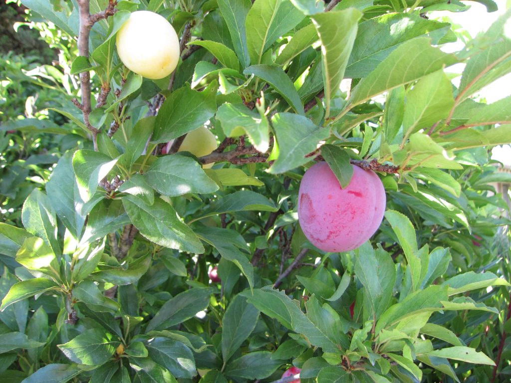 Squirrels love stone fruits