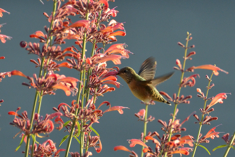 plants that attrack hummings birds and butterflies