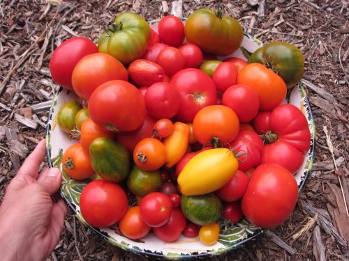 Read more about the article Things to Do with Tomatoes