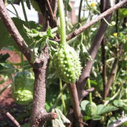 Field Trip: Thomas Jefferson’s Monticello – Pt. 2 – Veggies and Fruits