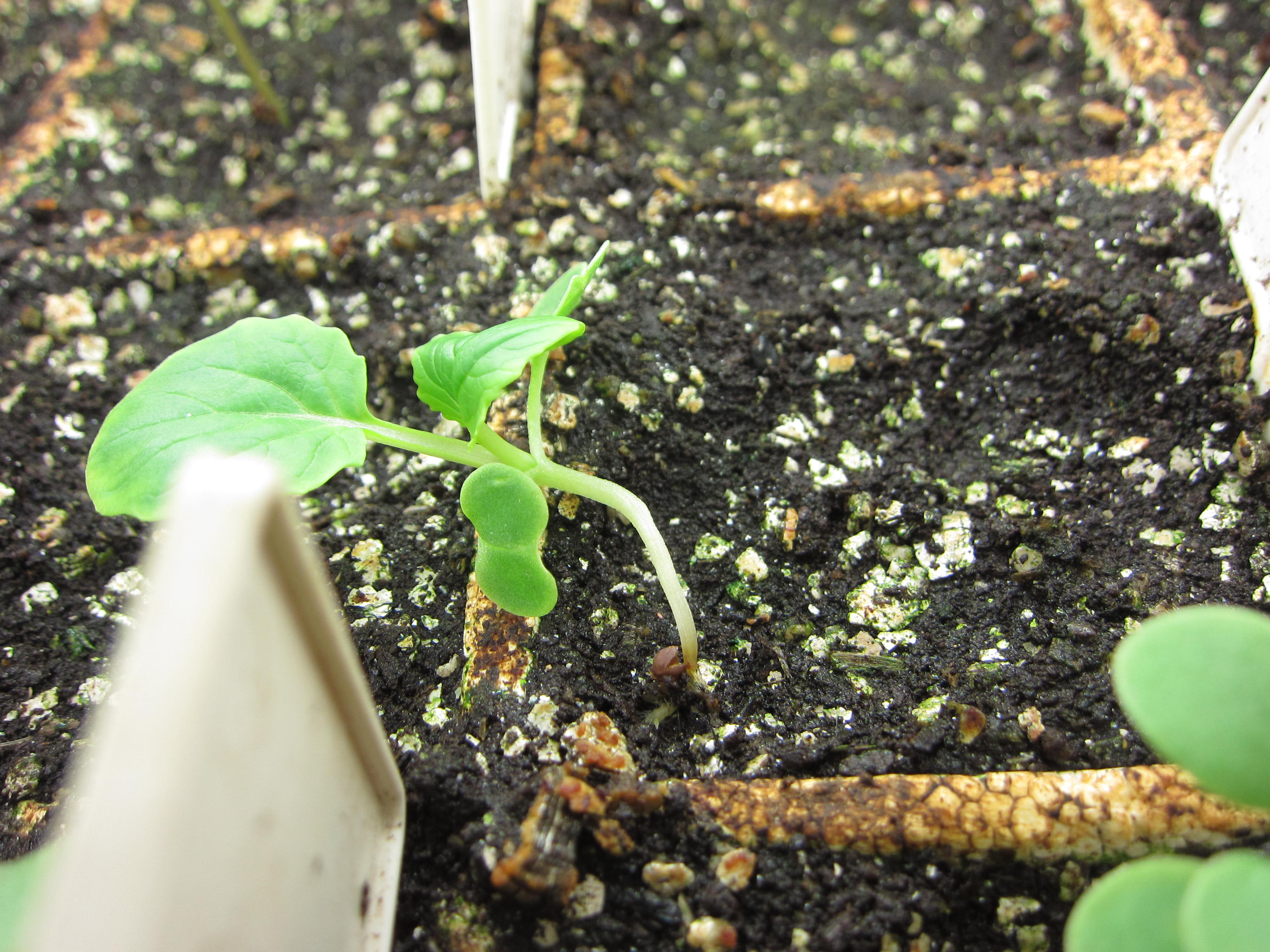 11 Tips To Prevent And Treat Damping Off In Your Seedlings