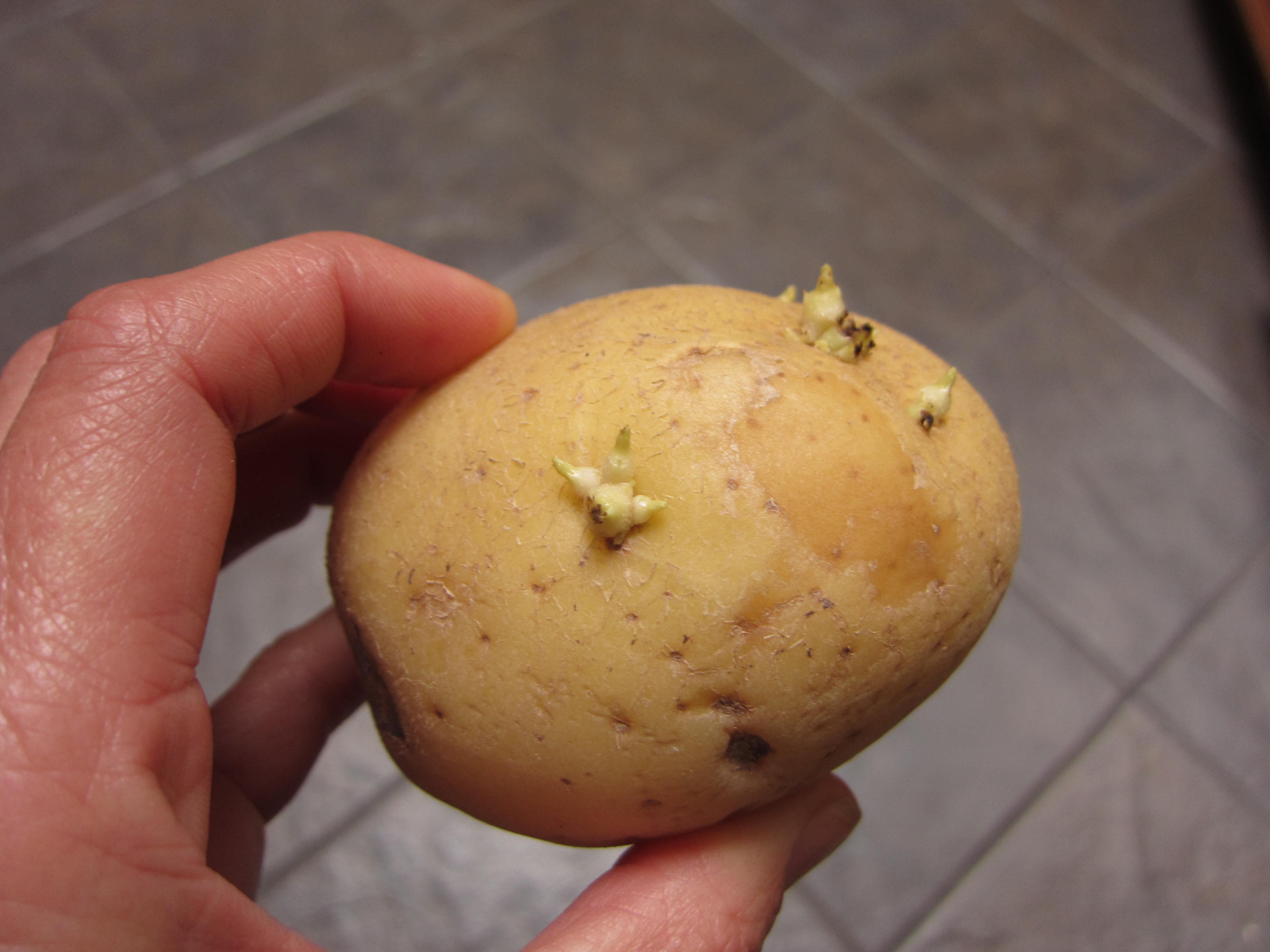 Sprouting Potato Eyes