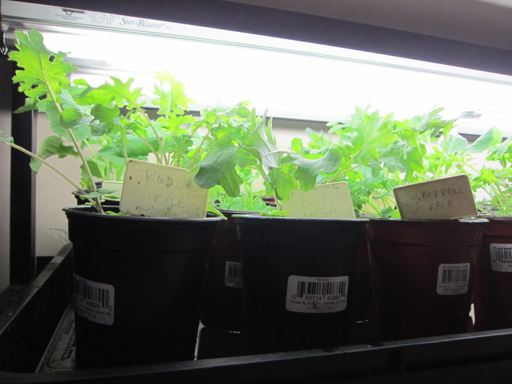 grow lights for vegetable seedlings