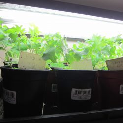 Spindly Seedlings under Grow Lights?