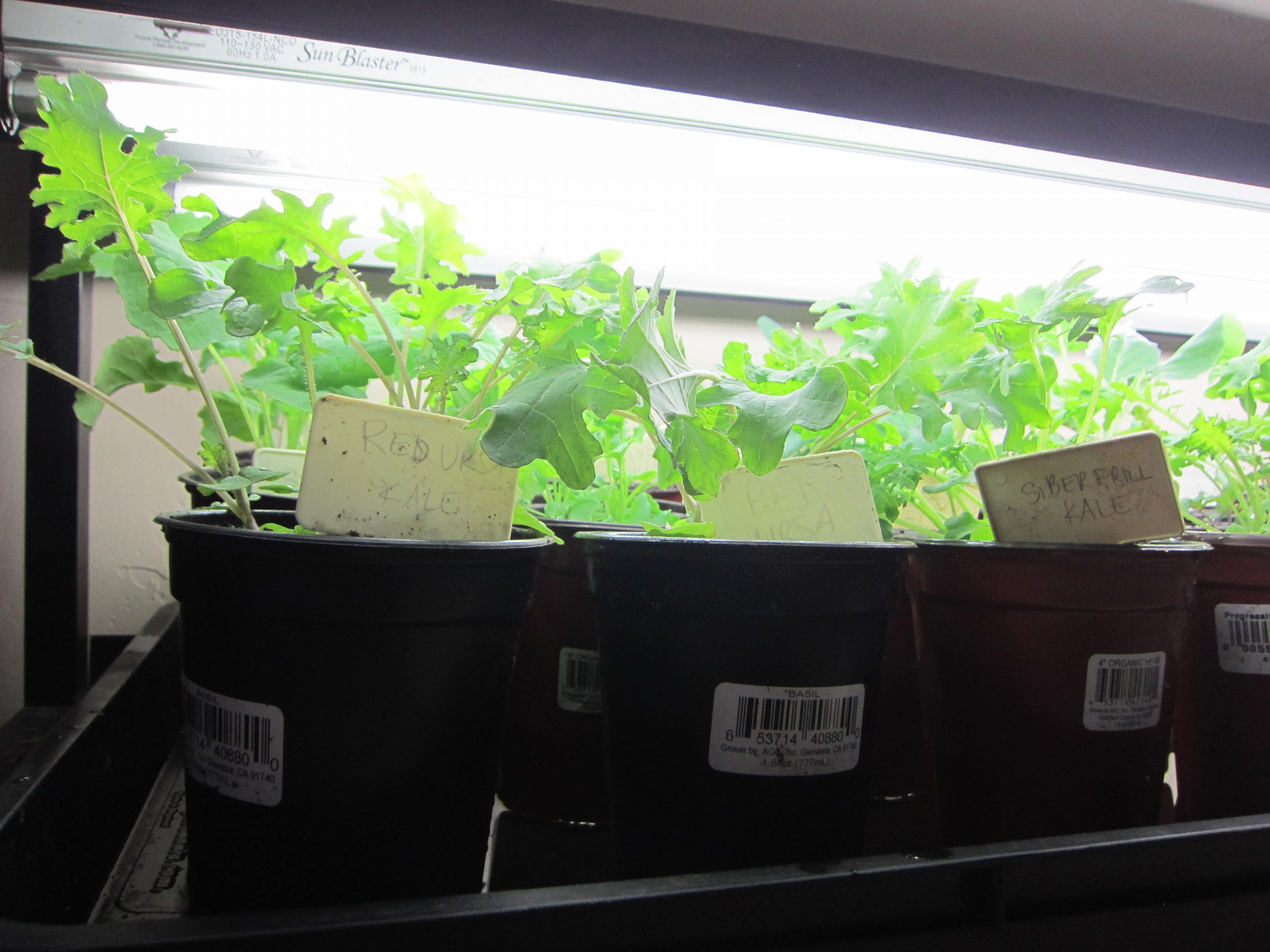 You are currently viewing Spindly Seedlings under Grow Lights?