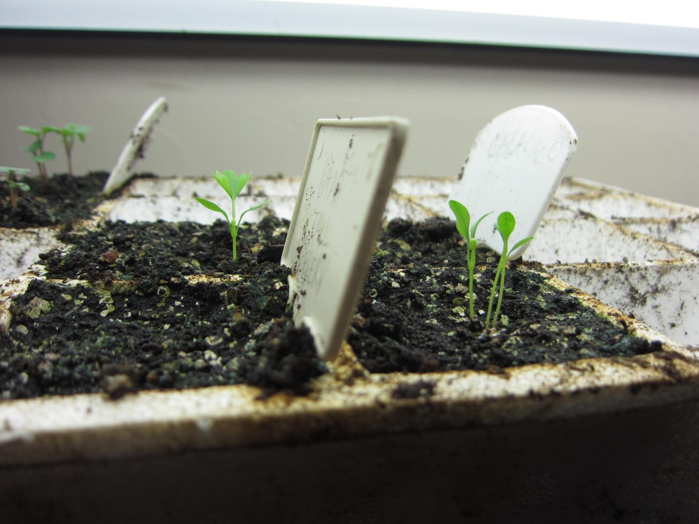 Spindly Seedlings under Grow Lights? Gardenerd