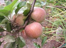 Fuji apple wordless wednesday
