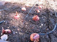 Planting shallots