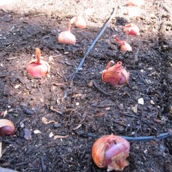 Planting Shallots