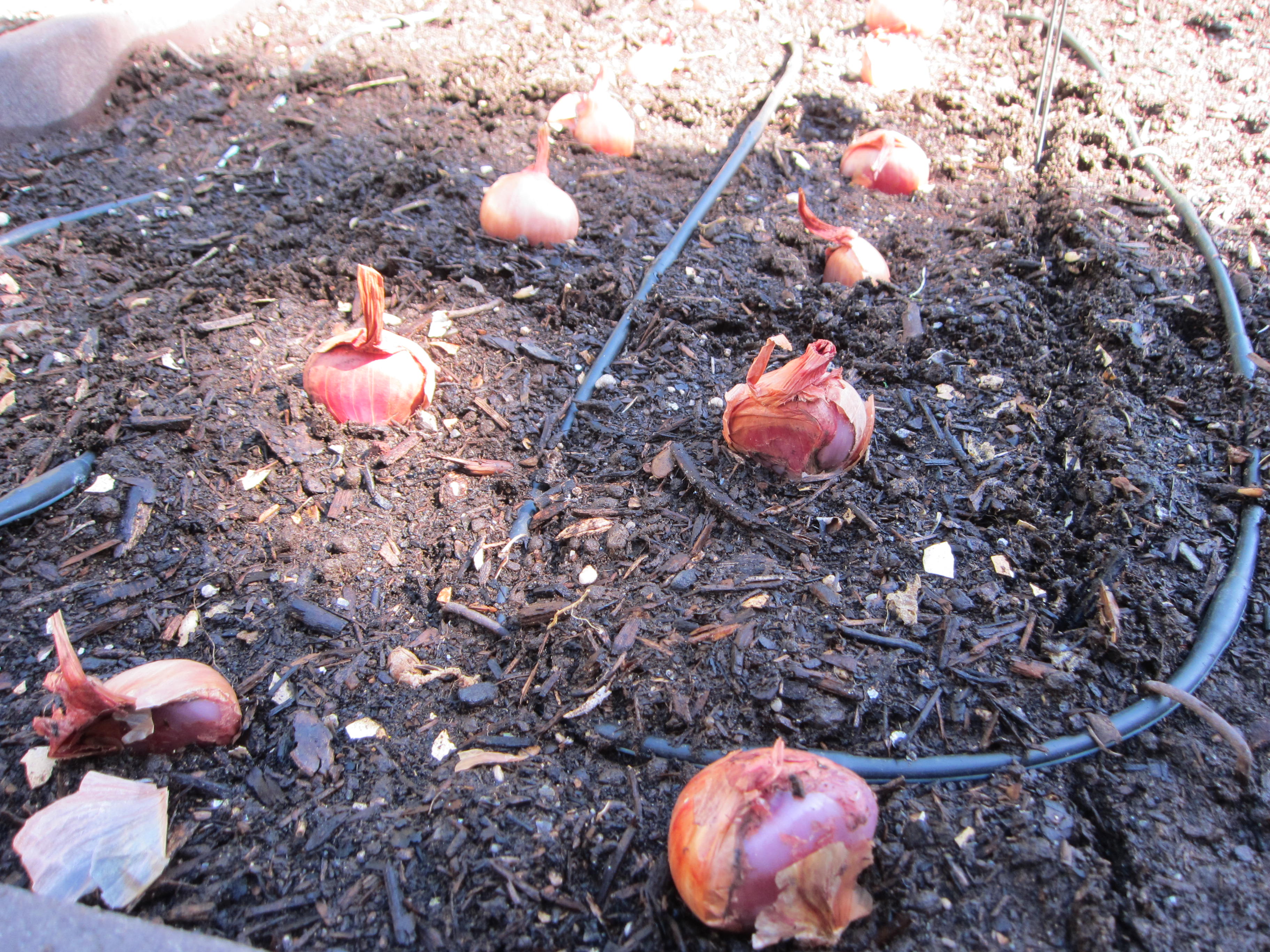 Planting Shallots Gardenerd