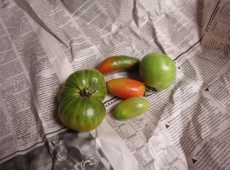 Ripening green tomatoes