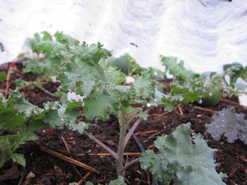 fall Kale planted wordless wednesday