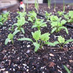 YouTube: How to Thin Seedlings