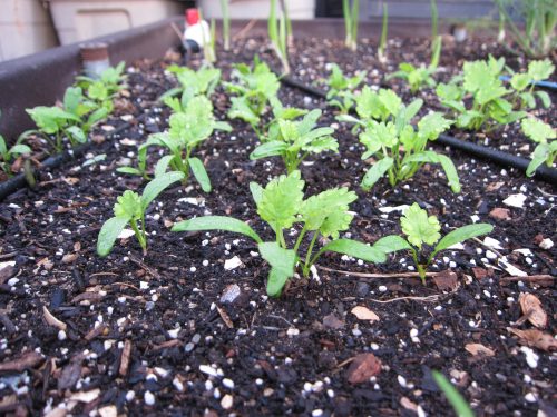 Read more about the article YouTube: How to Thin Seedlings