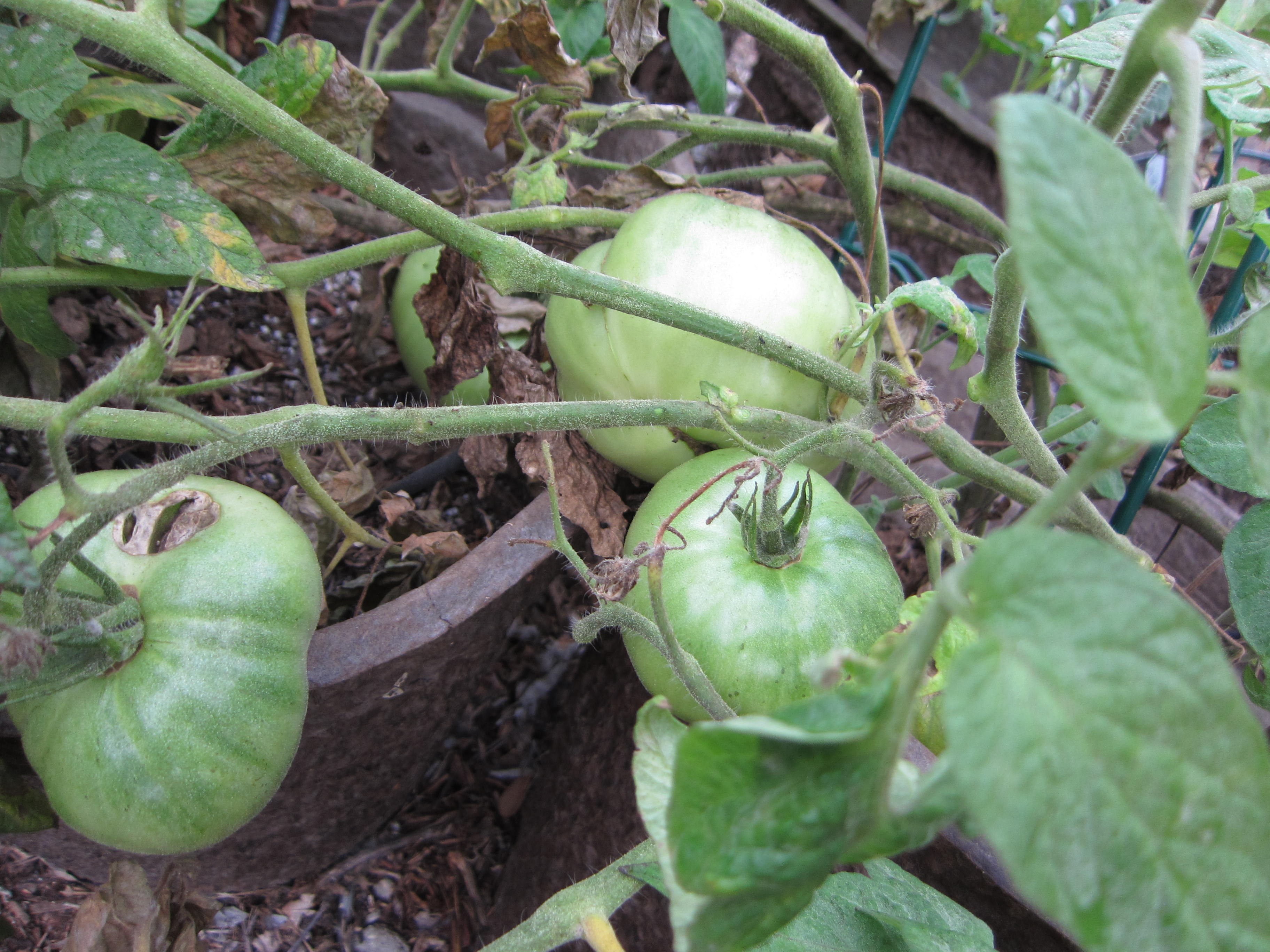 wordless wednesday green tomatoes