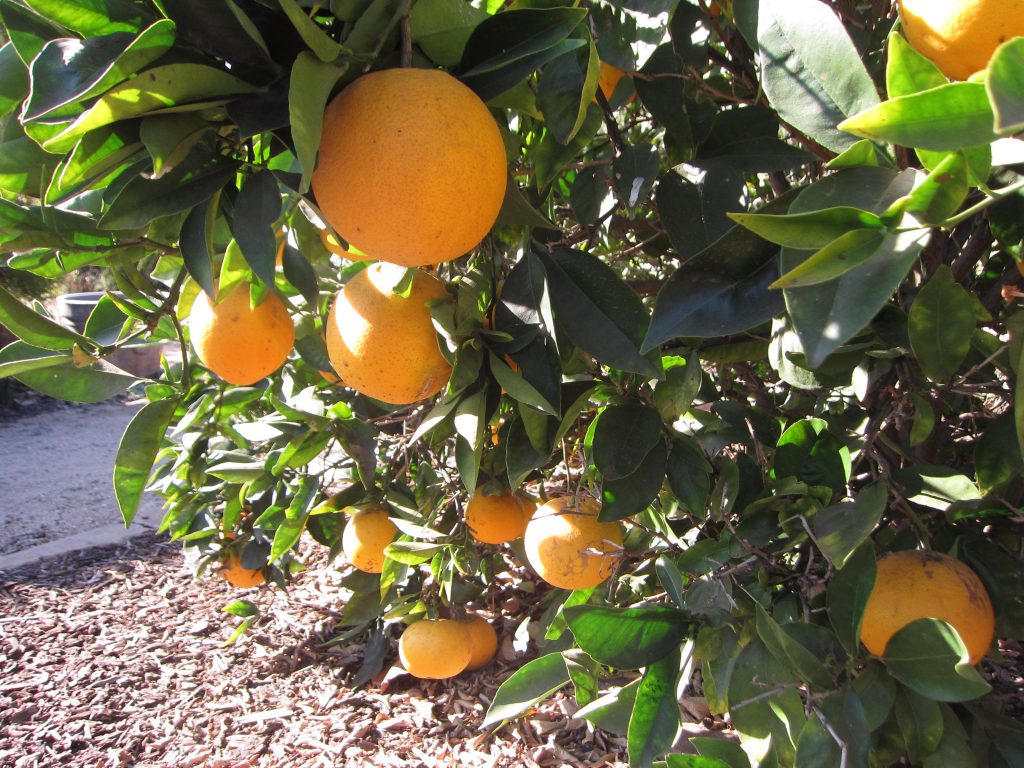 Wordless Wednesday navel orange