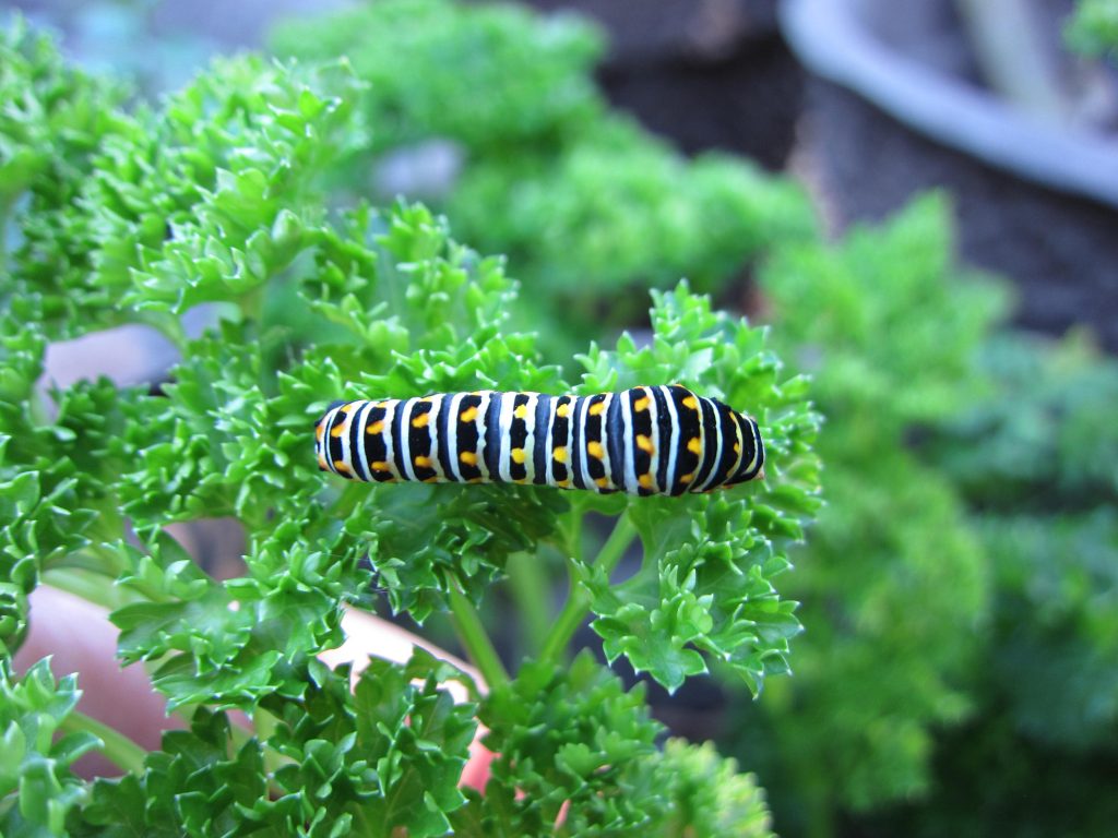 Wordless Wednesday swallowtail caterpillar