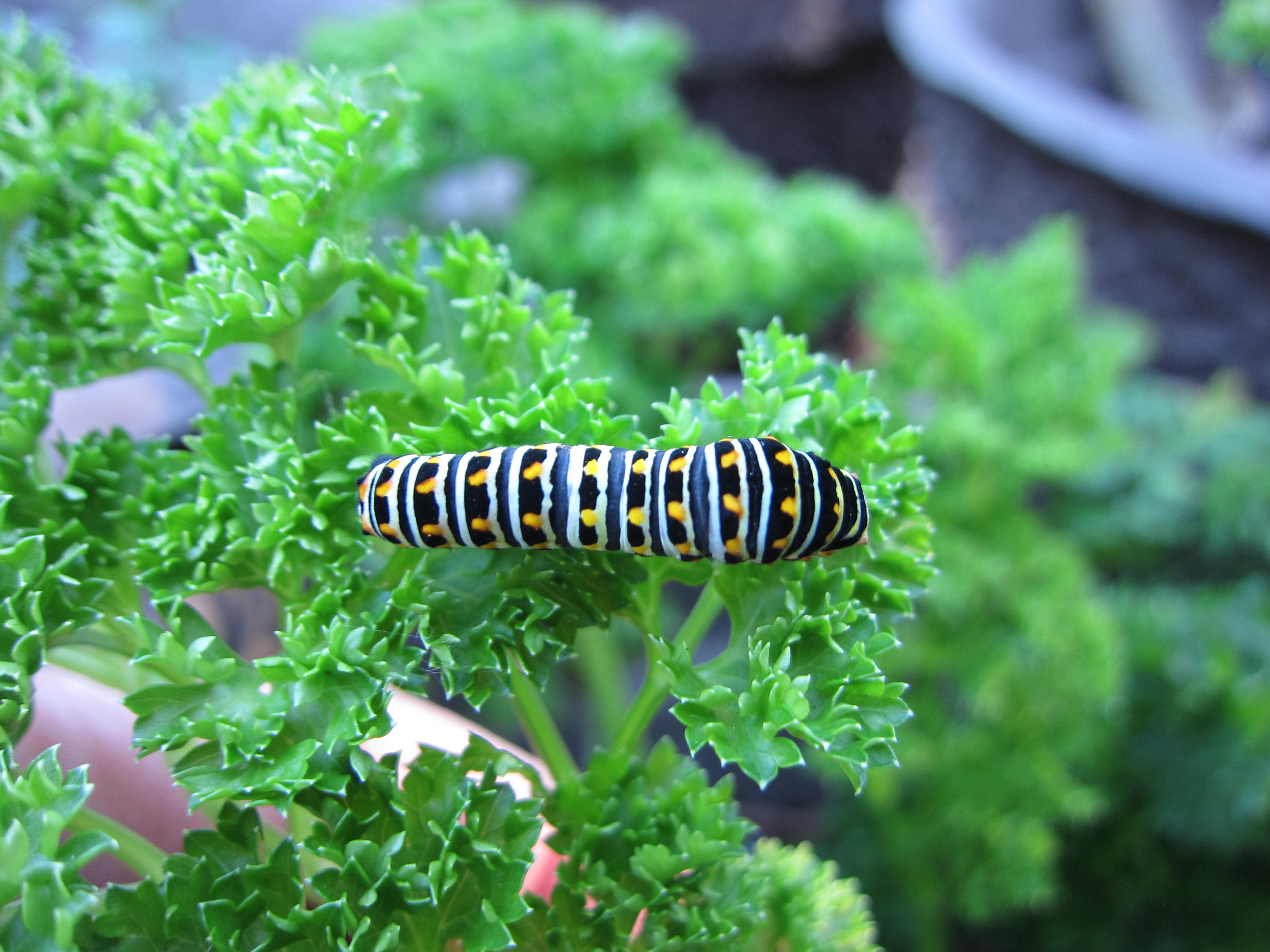 Wordless Wednesday swallowtail caterpillar