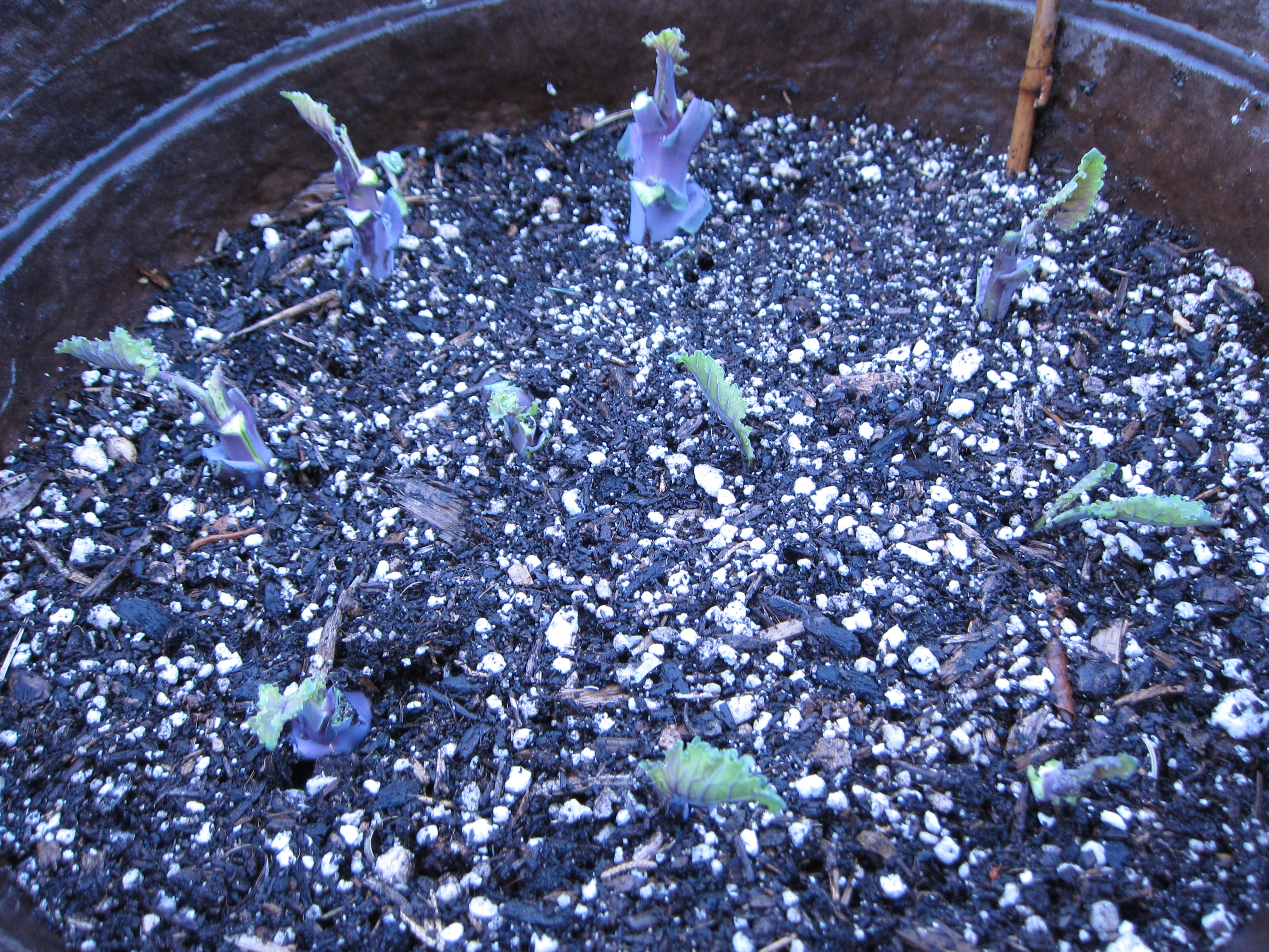 Wordless Wednesday Tree kale seedlings