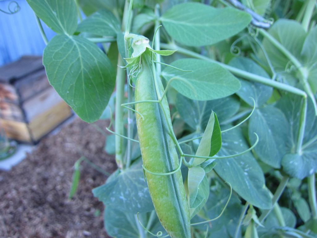 Wordless Wednesday Shelling peas